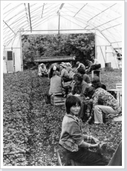 Hier ernten Mitarbeiterinnen der GPG um 1980 Gem&uuml;se im Folienzelt.