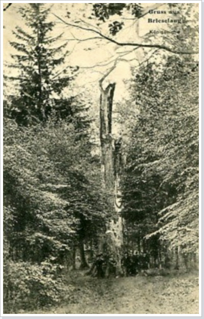 Die "wahre" K&ouml;nigseiche im Jahre 1906 auf einer Postkarte. Rechts oben steht "Gru&szlig; aus Brieselang K&ouml;nigseiche".
